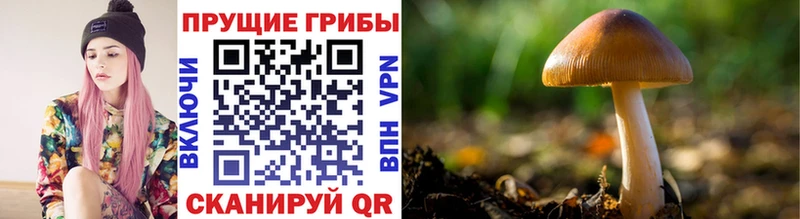 darknet телеграм  Коряжма  Галлюциногенные грибы Cubensis 